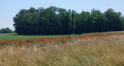 Algolsheim Maison neuve - 2292088-5767annonce120251003rbJFS.jpeg Maisons BRAND