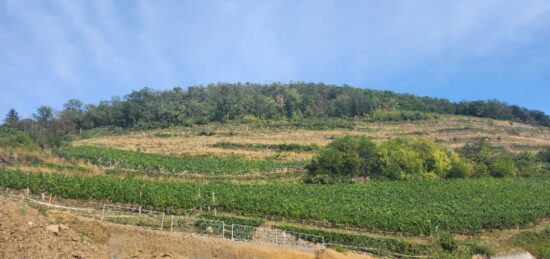 Terrain à bâtir à , Haut-Rhin