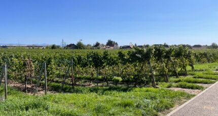 Wintzenheim Maison neuve - 2336120-11028annonce2202511130ZlIZ.jpeg Maisons BRAND