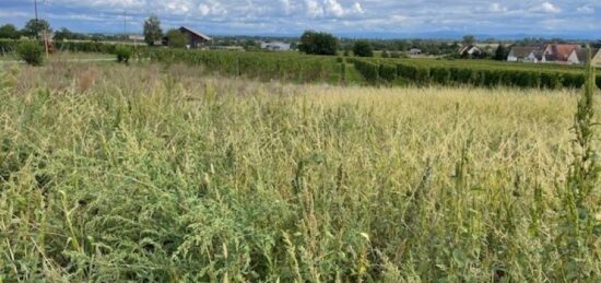 Terrain à bâtir à , Haut-Rhin