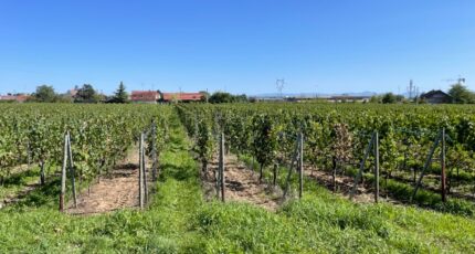 Wintzenheim Maison neuve - 2336120-11028annonce3202511139KV8w.jpeg Maisons BRAND