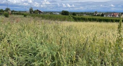 Beblenheim Maison neuve - 2369202-11028annonce320250721g5vlk.jpeg Maisons BRAND