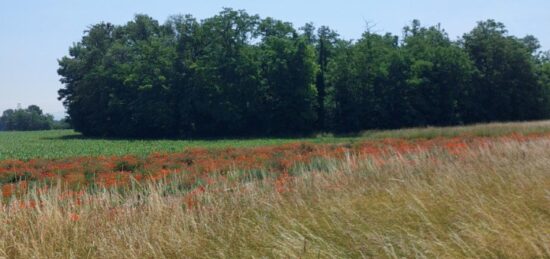 Terrain à bâtir à Algolsheim, Grand Est